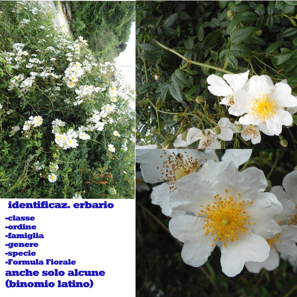 Identificazione: Rosa?